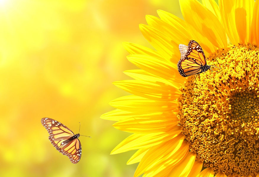 contact-pagina-test-H